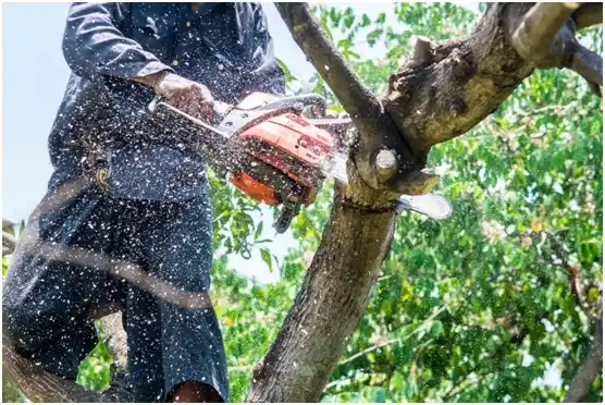 tree services North Yelm